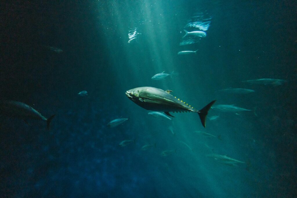 underwater photography of a swimming bluefin